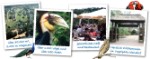 zur Homepage des Vogelparks in Niendorf